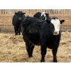 Image 8 : Habraken Farms Ltd. - 960# March Delivery Steers - 63 Head (Scandia, AB)