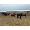 Image 2 : 6U Cattle Company - 890# May Delivery Heifers - 71 Head (Manning, AB)