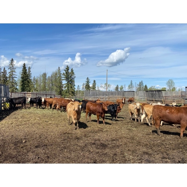 Cattle View Ranch - 1000# September Delivery Grass Heifers - 180 Head (Winfield, AB)
