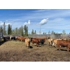 Image 1 : Cattle View Ranch - 1000# September Delivery Grass Heifers - 180 Head (Winfield, AB)