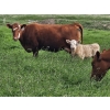 Image 7 : J&E Farms Ltd. - 620# November Delivery Heifer Calves - 100 Head (Tilley, AB)