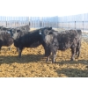 Image 7 : Raymore Farming Co. - 80 Black/Black X Replacement Heifers (Raymore, SK)
