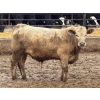 Image 3 : Brandt Boys Inc. - 1000# June Delivery Steers - 62 Head (Tolstoi, MB)