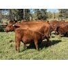Image 6 : Grote Ranch - 550# October Delivery Steer Calves - 85 Head (Crestomere, AB)