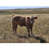 Image 15 : Johnston Ranches - 690# October Delivery Steer Calves - 80 Head (Cereal, AB)