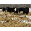 Image 6 : SNC Ranching - 930# March Delivery Steers - 185 Head (Arcola, SK)