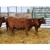 Image 3 : Regehr Land & Cattle - 6 Heifers (Pen 148)