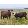 Image 6 : Mullen Land & Cattle Co. - 700# September Delivery Steer Calves - 86 Head (Peers, AB)