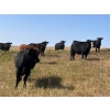 Image 6 : Herbert Ranching - 880# September Delivery Grass Heifers - 125 Head (Wainwright, AB)