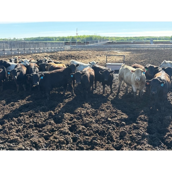 6U Cattle Company - 1010# June Delivery Steers - 62 Head (Manning, AB) VBP+