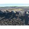 Image 1 : 6U Cattle Company - 1010# June Delivery Steers - 62 Head (Manning, AB) VBP+