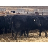 Image 11 : Echo Springs Ranching - 655# February Delivery Heifers - 95 Head (Granum, AB)