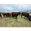 Image 3 : Debbie Born - 20 1st Calf Angus Pairs (Coldstream, BC)