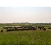 Image 4 : Terry & Wanda Martin - 875# September Delivery Grass Heifers - 650 Head (Watrous, SK)