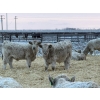 Image 2 : GW Murray Ranches - 540# Dec/Jan Delivery Weaned Steers - 85 Head (Tilley, AB)