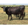 Image 2 : Lemmer Farms - 15 Angus X Mature Pairs (Lyalta, AB)