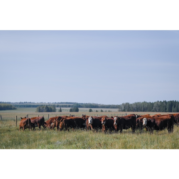 Cornerglen Ranching (J-J) - 12 RBF/RWF Angus X April/May Calving Bred Heifers (Crestomere, AB)