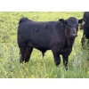 Image 3 : Darren & Tamara Schultz - 670# October Delivery Steer Calves - 90 Head (Bashaw, AB)