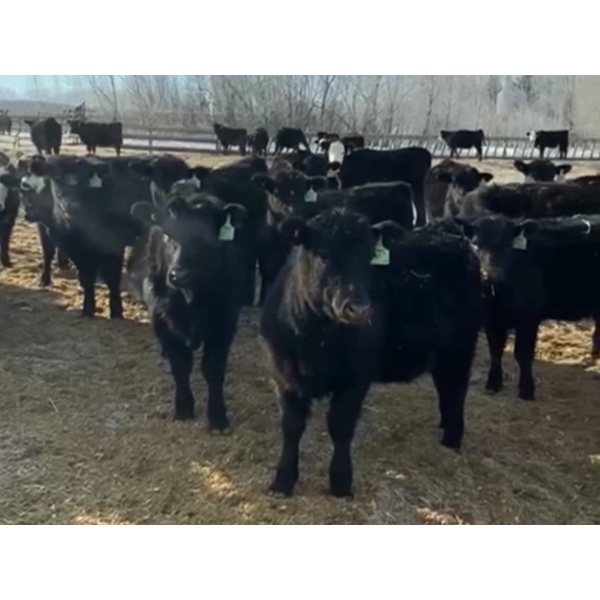 Lane Valley Farms Ltd. - 640# March Delivery Heifers - 90 Head (Birtle, MB)