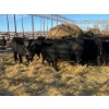 Image 2 : Crooked Creek Ranch - 16 Second Calvers (Pen 406A)