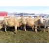 Image 2 : Frank Martens - 24 Tan/Silver Char X Bred Heifers (Theodore, SK)