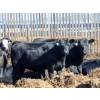 Image 2 : PSV Farms Ltd. - 890# July Delivery Heifers - 70 Head (Enchant, AB)