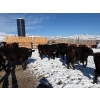 Image 6 : Antelope Butte Ranch - 842# March Delivery Steers - 70 Head (Lundbreck, AB) VBP+