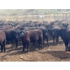 Image 4 : Nicola Ranch - 740# May Delivery Heifers - 280 Head (Nicola, BC)