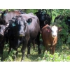 Image 10 : Calvin Rydzik - 525# November Delivery Heifer Calves - 110 Head (Glenavon, SK)