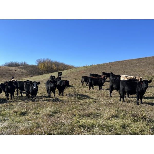 DJC Ranch - 850# October Delivery Grass Steers - 73 Head (Rabbit Lake, SK)
