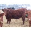Image 5 : Ranahan Ranch - 975# February Delivery Open Heifers - 38 Head (Wapella, SK)