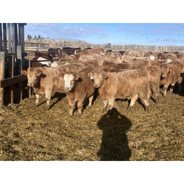 Stankievech Ranches - 690# January Delivery Heifers - 80 Head (Trochu, AB)