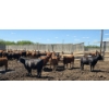 Image 4 : South Island Farms - 980# June/July Delivery Heifers - 100 Head (Bow Island, AB)