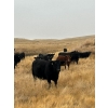 Image 2 : Brent & Tyler Stammers - 80 Black/BBF & Red Cows **COMPLETE DISPERSAL**