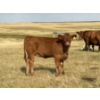 Image 3 : Evans Family (Gary, Carla & Keith) - 585# November Delivery Heifer Calves - 85 Head (Bassano, AB)