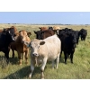 Image 4 : Riverbend Ranch - 1080# October Delivery Grass Steers - 180 Head (Coronation, AB)