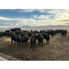 Image 6 : Lowe Ranches - 706# March Delivery Heifers - 54 Head (Nanton, AB)