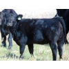 Image 3 : Kelly Meier - 600# November Delivery Heifer Calves - 25 Head (Hays, AB)
