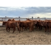 Image 5 : Wayne & Brian Slenders - 750# December Delivery Weaned Steers - 69 Head (Scandia, AB)