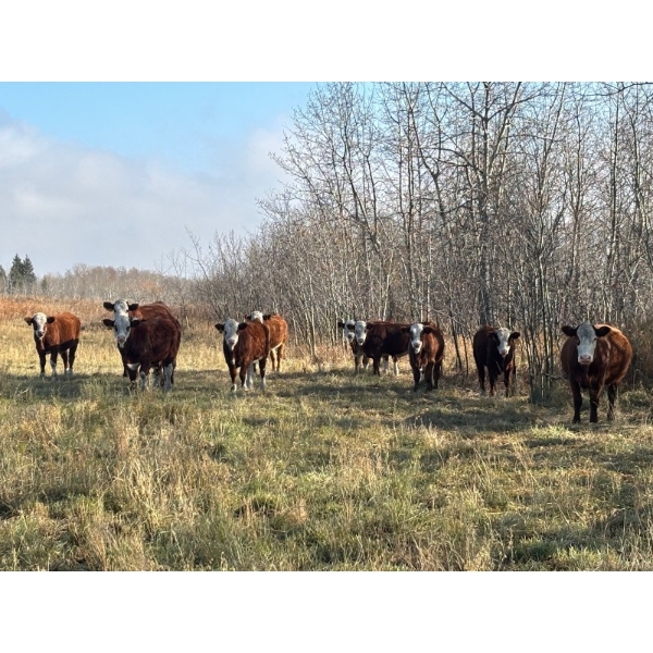 Bannerman Ranching - 725# November Delivery Steer Calves - 70 Head (Livelong, SK)