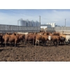Image 3 : Poelman Farms - 860# August Delivery Heifers - 206 Head (Granum, AB)