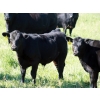 Image 2 : Goldridge Farming Co. - 575# October Delivery Steer Calves - 100 Head (Turin, AB)