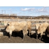Image 19 : Williamson Farms - 922# April Delivery Heifers - 250 Head (Bow City, AB)