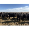 Image 2 : 9 Bar Ranch - 725# February Delivery Steers - 85 Head (Taber, AB) VBP+