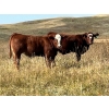 Image 4 : Cockburn Ranch - 700# October Delivery Steer Calves - 85 Head (Old Wives, SK) VBP+