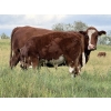 Image 6 : Les & Sharlene Bjorge - 575# October Delivery Steer Calves - 45 Head (Eckville, AB)