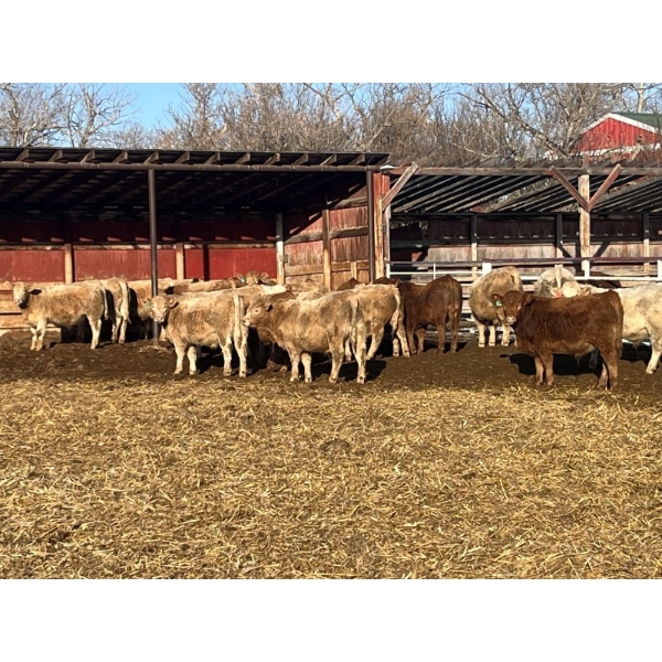 Hawks Haven Ranch - 950# February Delivery Steers - 66 Head (Compeer, AB)