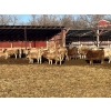 Image 1 : Hawks Haven Ranch - 950# February Delivery Steers - 66 Head (Compeer, AB)