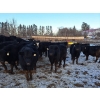 Image 2 : Four Harts Cattle Co. - 975# March Delivery Steers - 65 Head (Vermilion, AB)