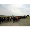 Image 7 : DJC Ranch - 900# September Delivery Grass Steers - 136 Head (Rabbit Lake, SK)